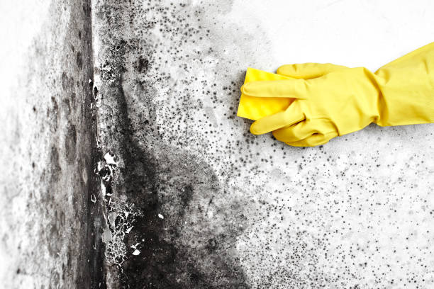 Best Attic Mold Removal  in Mapleton, UT