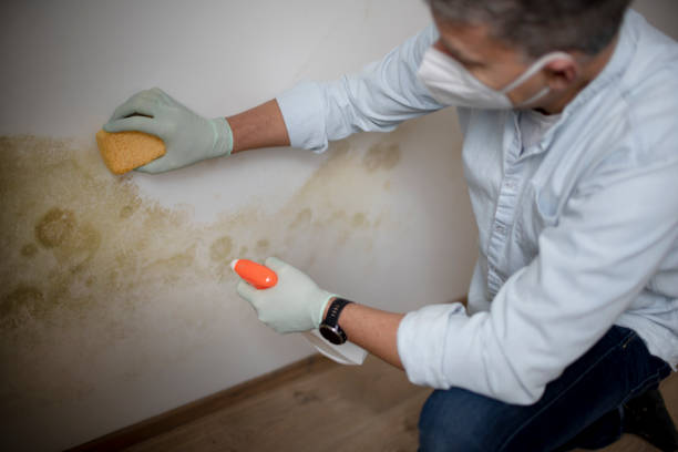 Best Best Mold Removal Companies  in Mapleton, UT