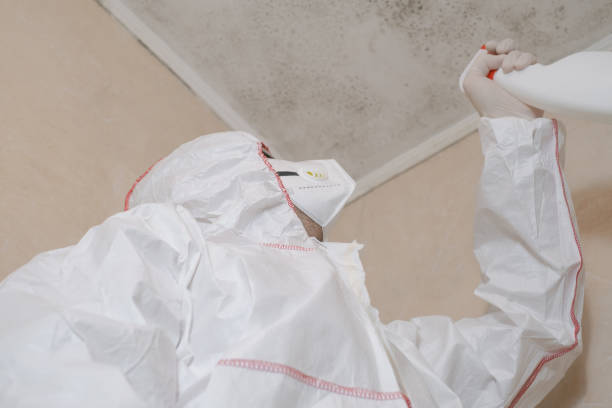 Best Crawl Space Mold Removal  in Mapleton, UT