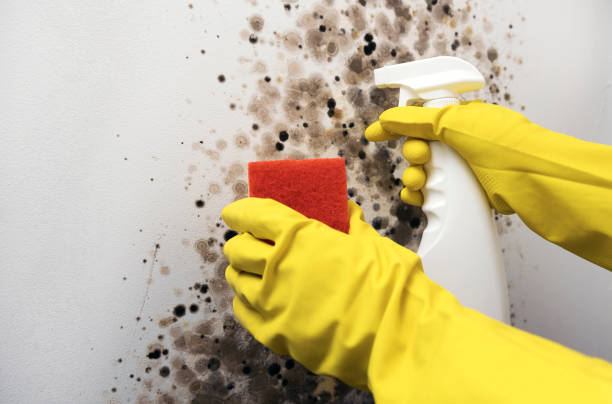 Best Toxic Mold Removal  in Mapleton, UT