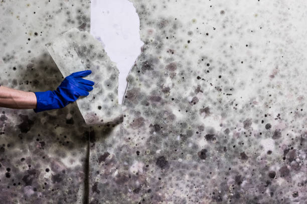 Best Mold Remediation Experts  in Mapleton, UT
